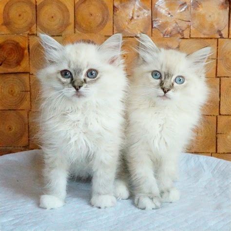 猫主子知晓布偶猫价格多少钱一只,上海猫舍的布偶猫多少钱一只