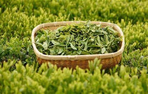 茶叶绿茶什么好,中国的茶叶千百种