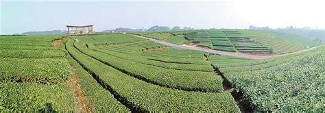 四川茶厂有哪些在哪里,由三花茶到成都茶厂