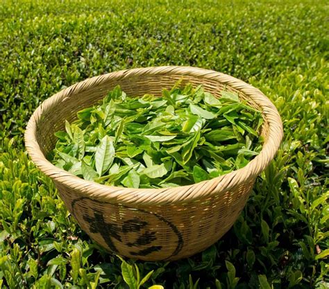 哪里的绿茶最好,是中国绿茶第一乡