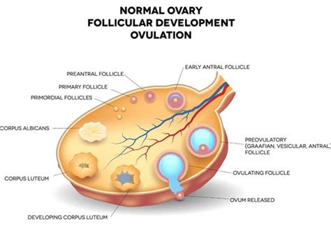 卵泡发育期有什么症状
