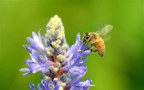 蜜蜂为什么要酿蜂蜜,蜜蜂采蜜是为什么