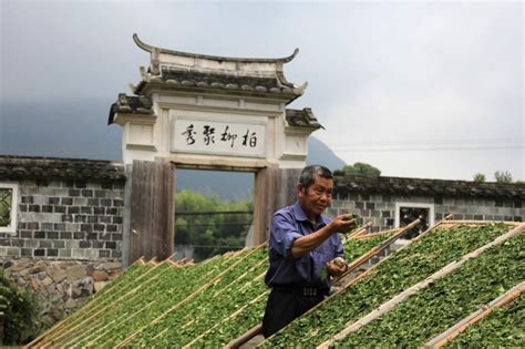 福鼎白茶茶苗什么时候开始种,您想了解福鼎白茶什么时候开采