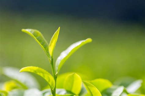 绿茶为什么明目,常喝绿茶可防白内障