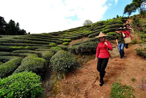 闲聊武夷山采茶的那些事,武夷山有多少茶农世家