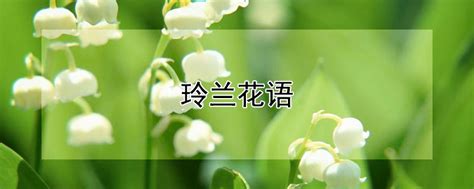 四叶草有什么含义,各种花的花语是什么意思