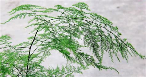 文竹-写物作文300字[优秀6则]