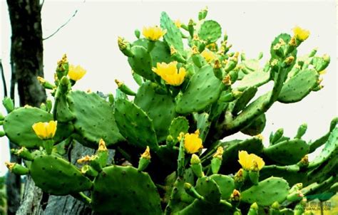 仙人掌的故事-植物作文450字(共4则)