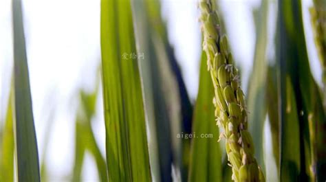 麦子的水稻开花吗?