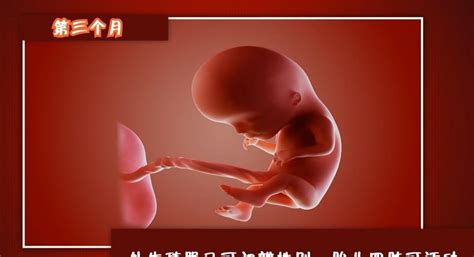 怀孕胎儿发育三大过程