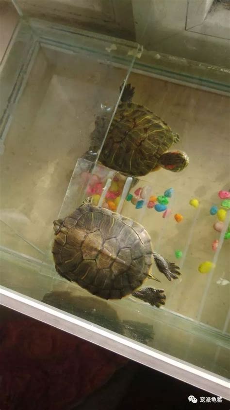 养巴西龟放多少水,巴西龟每次喂多少水