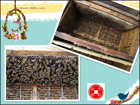 蜜蜂箱邮件是什么意思,邮政蜜蜂箱app下载