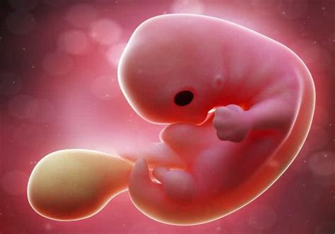 卵黄囊出现两周后没有胎心胎芽