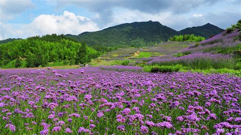 福建有哪些花