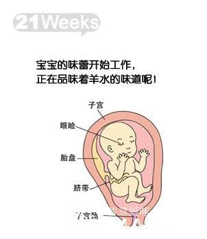 怀孕第15周胎儿发育图