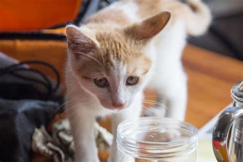 猫羊奶粉妙用分享,猫一次喝多少羊奶