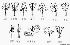 根茎叶的主要作用