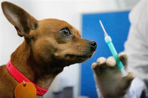你家的狗打狂犬疫苗了吗,狗为什么打狂犬疫苗