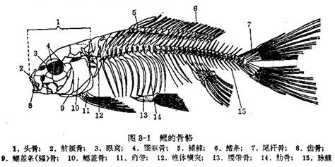 鱼属于脊椎动物还是无脊椎动物、?