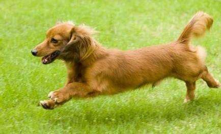 臘腸犬的有關(guān)信息
