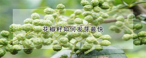 自己播种的花椒,出苗后是什么样子啊?