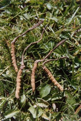 松茸蟲草有什么功效,吃食用菌有什么好處