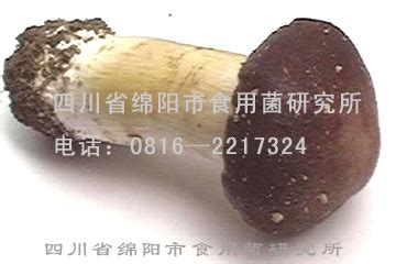 14个品种姬松茸完成选育 姬松茸菇类品种