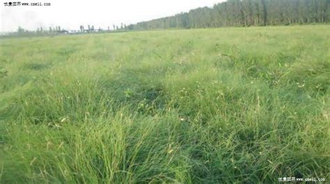 野牛草味道和药用价值