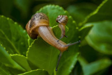 求一份大花蕙兰的养殖方案介绍,大花蜗牛怎么吃