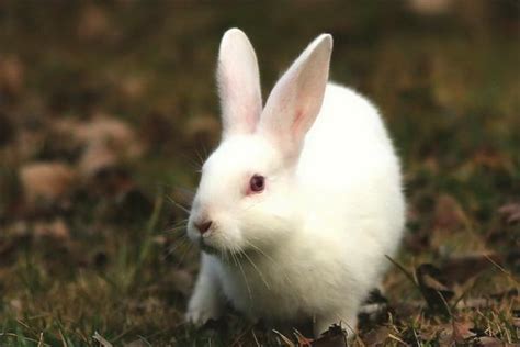 幼兔球虫病多久喂一次,怎么预防兔球虫