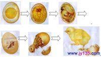 小鸡怎么孵出的