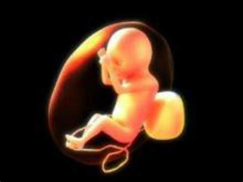 孕八月胎儿真实图
