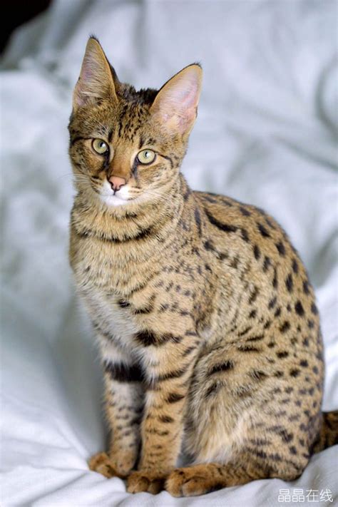 什么是热带草原猫,宠物热带草原猫的习性特征与喂养等介绍