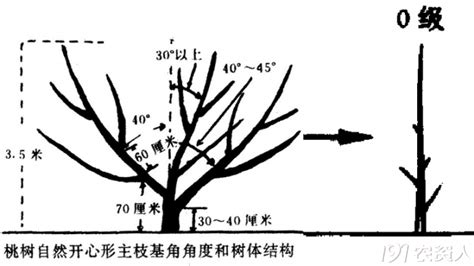 桃树怎么修剪好