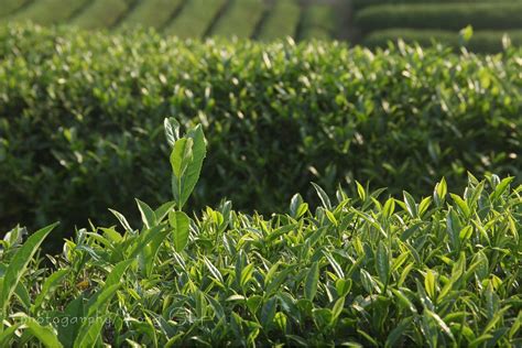金骏眉什么茶树品种,什么茶树品种好