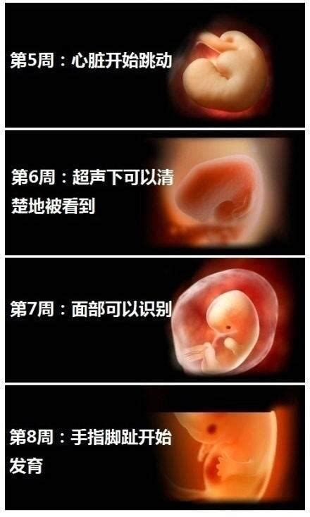 双胞胎孕妇1-10月肚子变化图