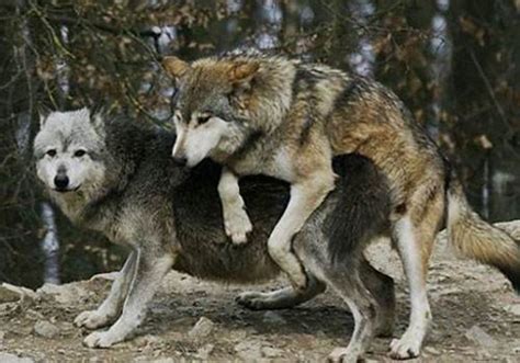 6只狗打一只狼,多少只狗可以打狼