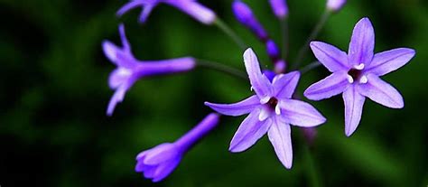 紫娇花是什么品种?