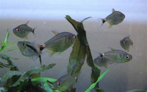 燈籠魚為什么會叫燈籠魚