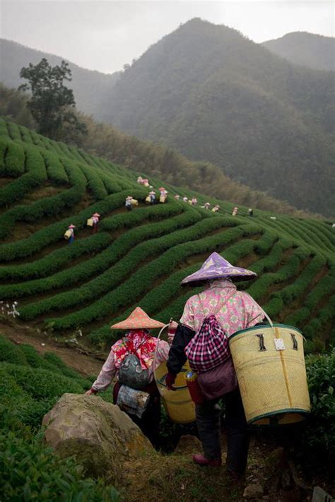 生茶存放多久会变成熟茶,普洱茶生茶多久才变成熟茶