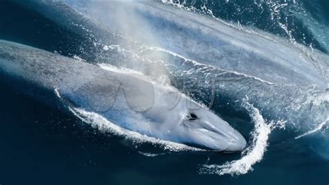 蓝鲸寿命长的资料