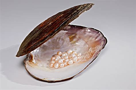 珍珠是怎样养成的,天然珍珠是怎么形成的