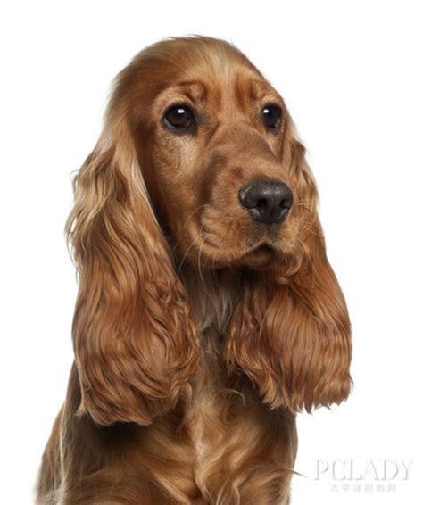 狗狗为什么会患上外耳炎,狗外耳炎什么症状图片