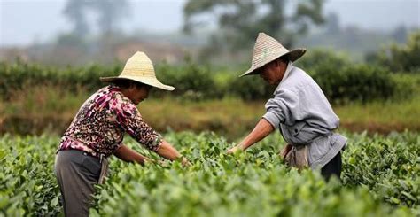 找茶农买茶有什么好处,在茶农哪买茶有什么不好吗