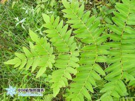 紫萁(Royal Fern)的花语是什么,有什么含义?