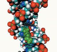 人类基因相似度为多少,8%的基因相似度