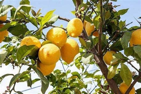 柠檬树是什么样子?