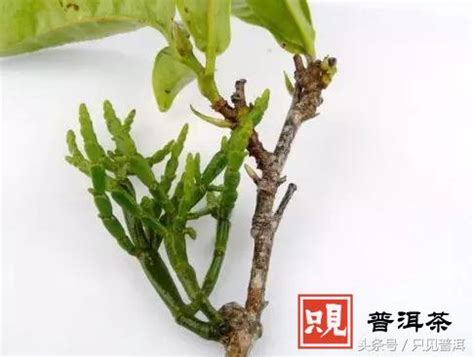 古茶树螃蟹脚 多少钱一斤,螃蟹脚茶多少钱一斤2017
