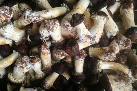姬松茸门类,珍稀食用菌姬松茸品种比较试验