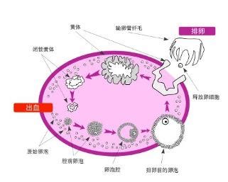 卵泡1.9*2.0多久排卵